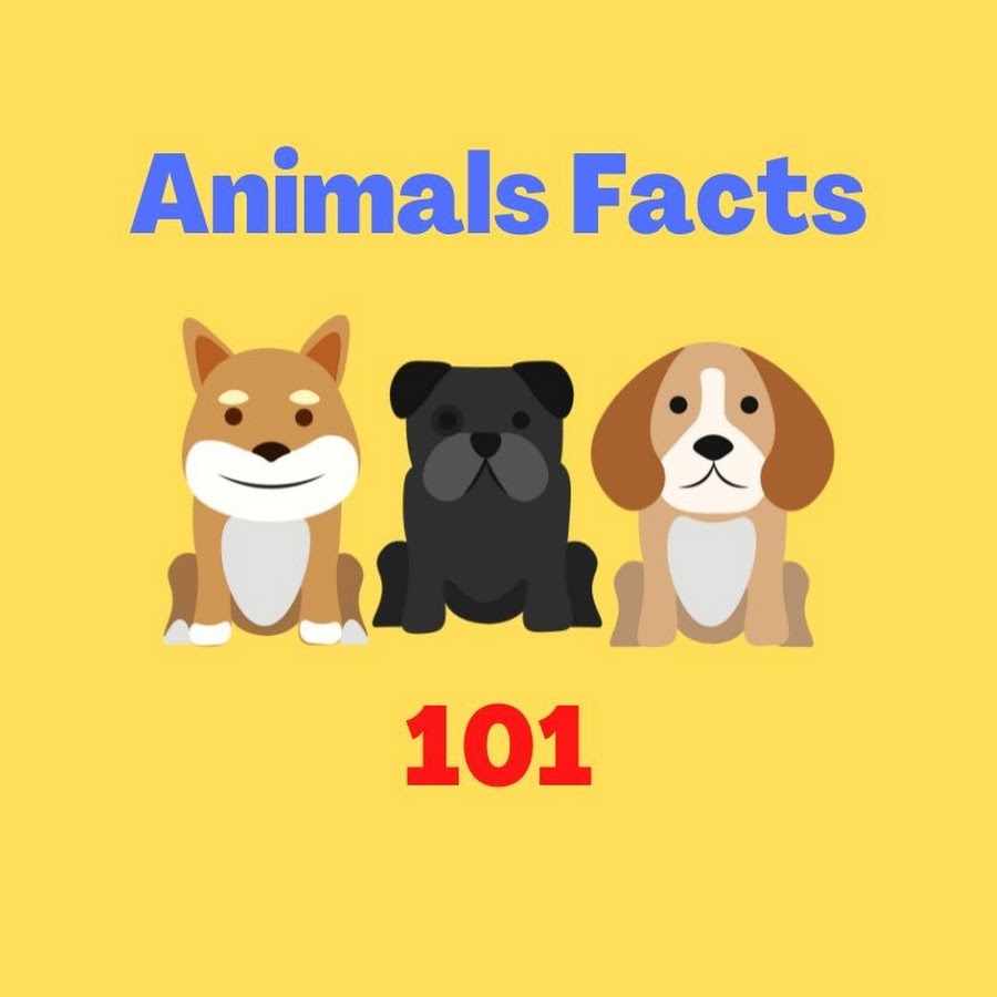 animals facts 101 - YouTube