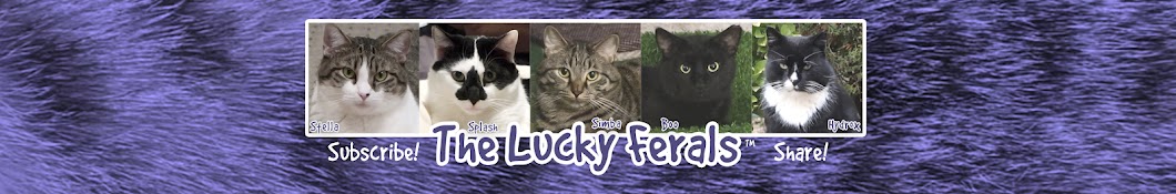 Lucky Ferals Banner