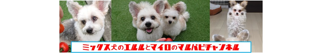 三兄弟のミックス犬エルルとマイロとクマのマルパピ犬チャンネル