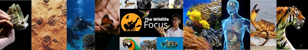 THE WILDLIFE FOCUS 