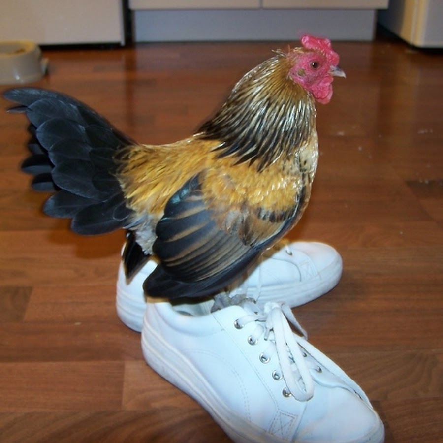 Курица в кроссовках