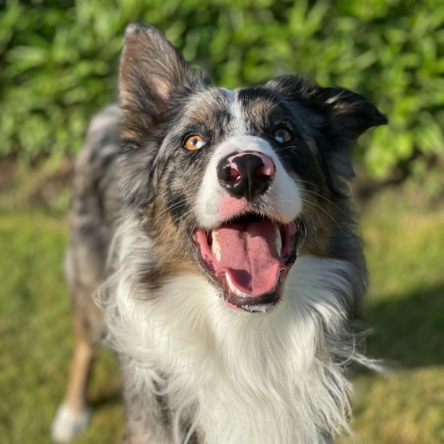 Archie A Blue Merle Border Collie