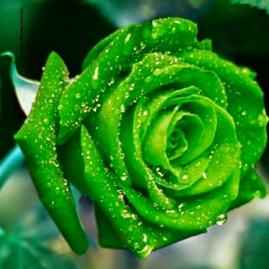 фотографии зеленых цветов