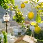 Yellow Lemon Tree