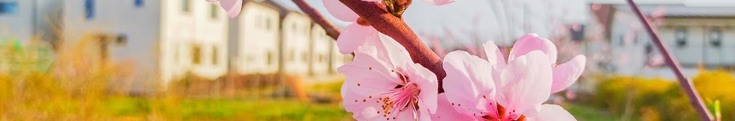 東京の無農薬野菜 あさみえん