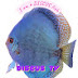 DISCUS TV