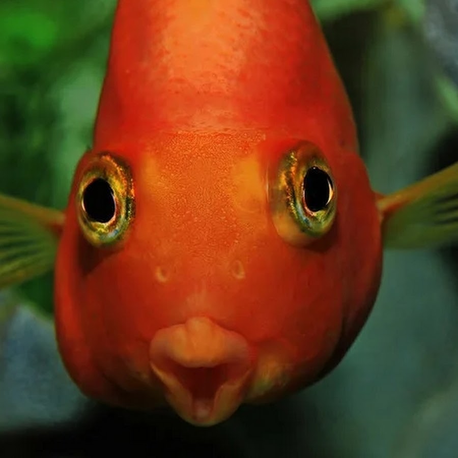 Какие ноздри у рыб. Смешные рыбы. Рыба с выпуклыми глазами. Рыба с выпученными глазами. Лупоглазая рыба.