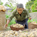 Dương Quá Harvest