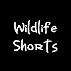 Wildlife Shorts