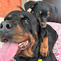 Coco The Cute Rottweiler 