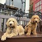 Labradoodle Leo & Goldendoodle Benny. 