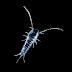 Silverfish007