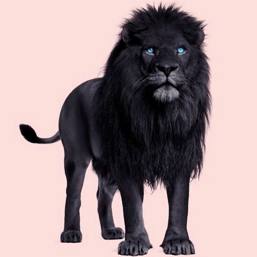 Черный Лев без гривы