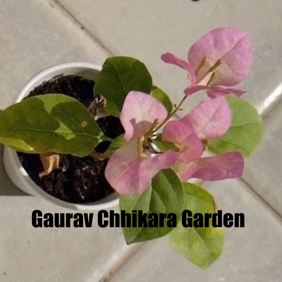 Gaurav Chhikara Garden & HonneyFields