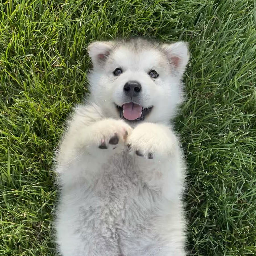 Hugo The Malamute @hugothemalamute