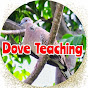 Dove Teaching