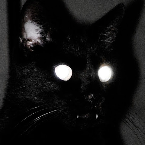 influencer profile picture