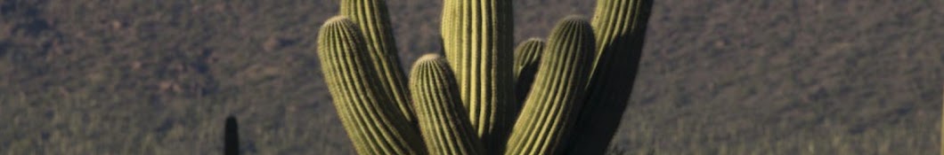 Cacti Music