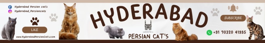 Hyderabad Persian Cat's 