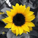 Black Sunflower