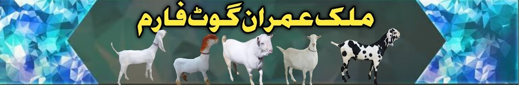 Malik Imran Goat Farm