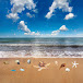 Harvest on the beach