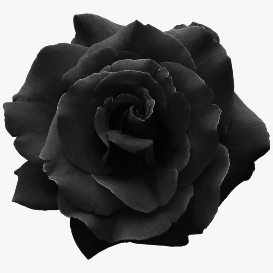 Черный Роуз Роуз