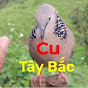 Chim Cu Gáy Tây Bắc