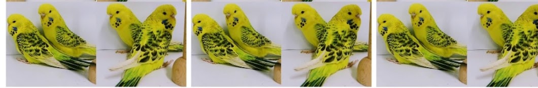 budgie sounds