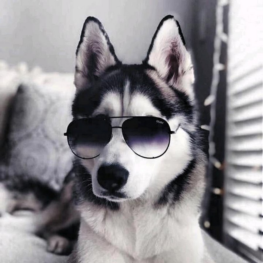 Красивые собаки с очками