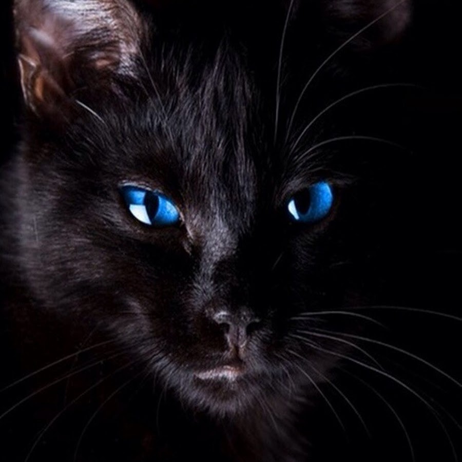 Черный котенок с голубыми глазами