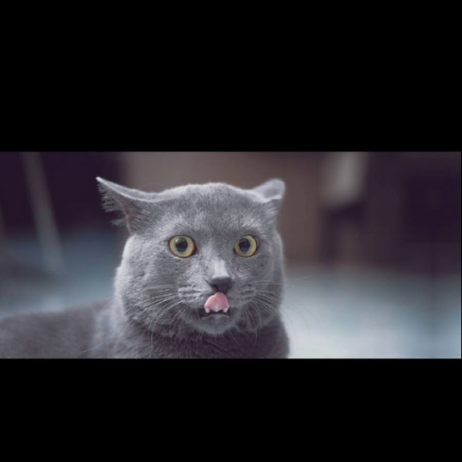kirascat 