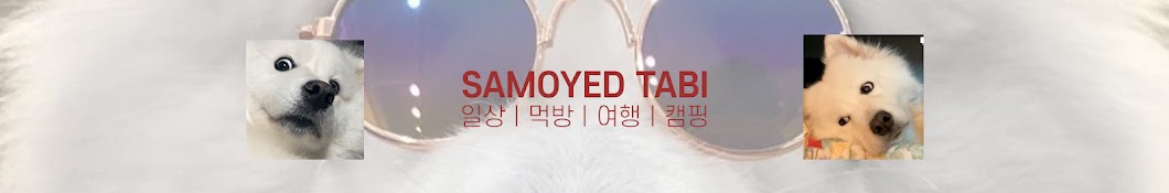 사모예드_타비꾸