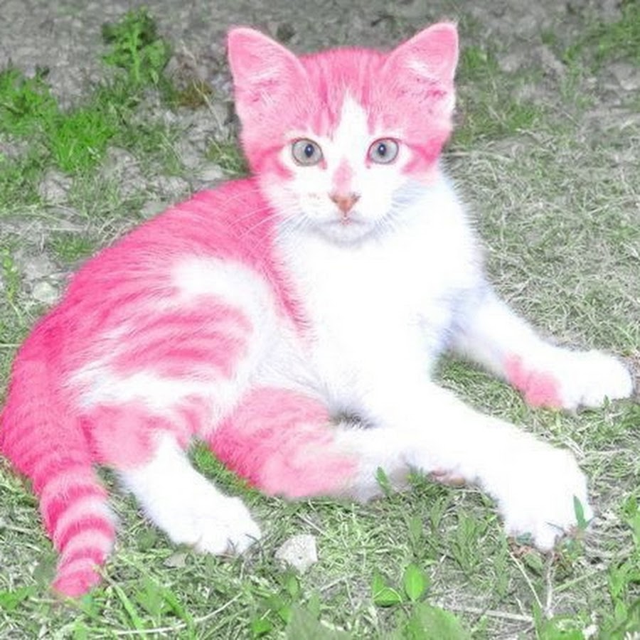 Кошка розовая глаза. Розовый кот. Розовая кошка. Розовый котенок. Рошовый кот.