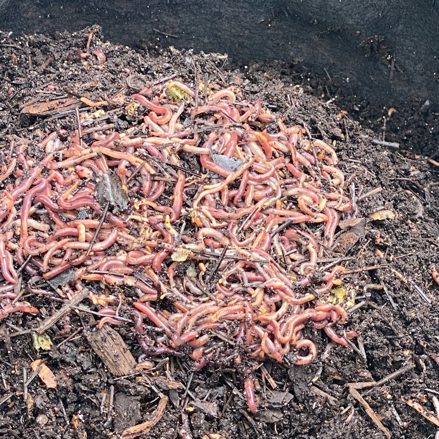 Vermicompost Learn by Doing