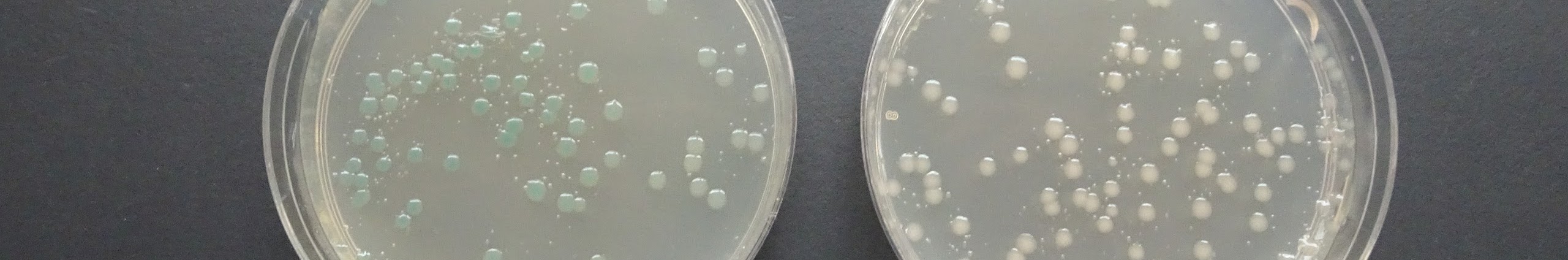 高校生物実験　矢嶋正博