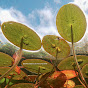 Michigan Wetlands