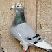 Pigeons du Maroc 