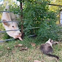 Nat-Cat’s Farm Life