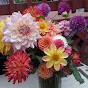 Sue Fitzgerald - Dahlias and More