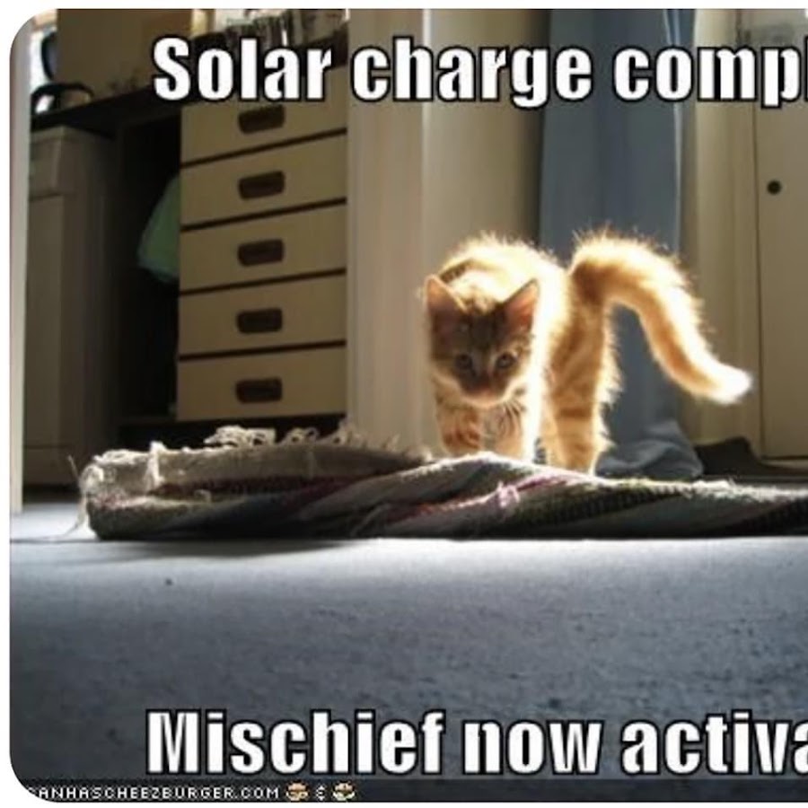 Charge is complete. Sunshine Cat Einar.