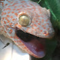 Screamin gecko