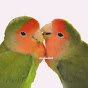 Lovebirds