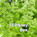 FERNney Box - 고사리 알아가기