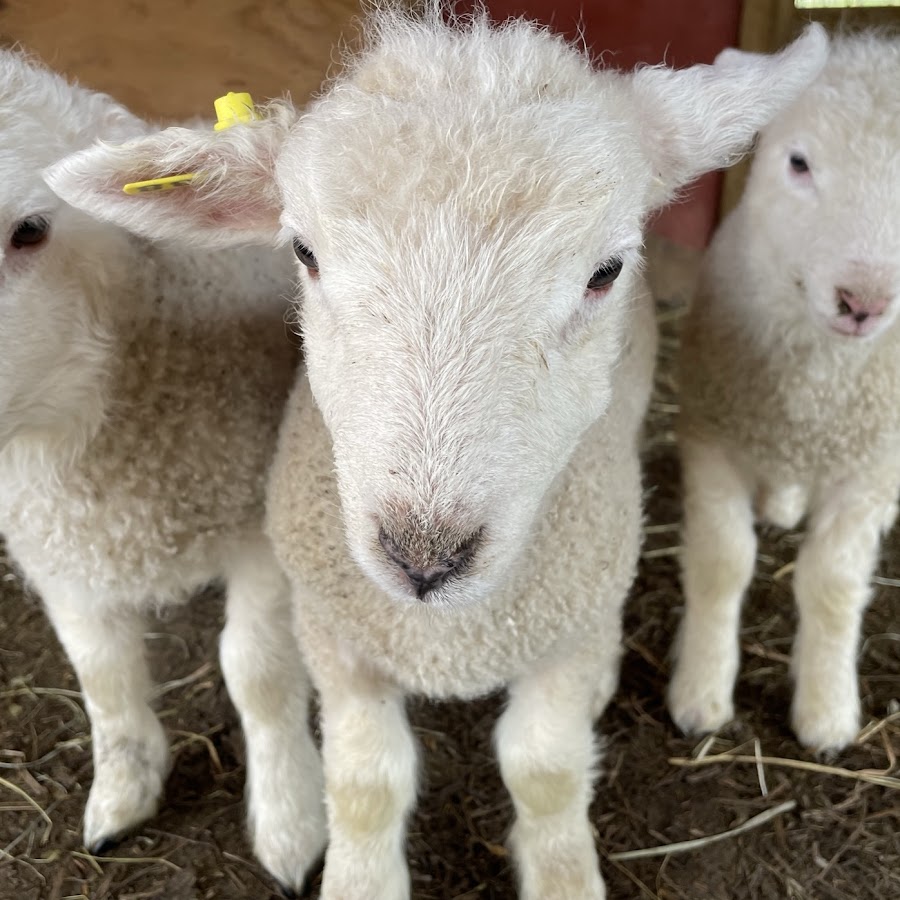 Kudos to theMalik Family Farm & Their Coopworth Sheep!!!