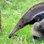 Anteater