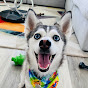 sapphie_the_pomsky youtube avatar