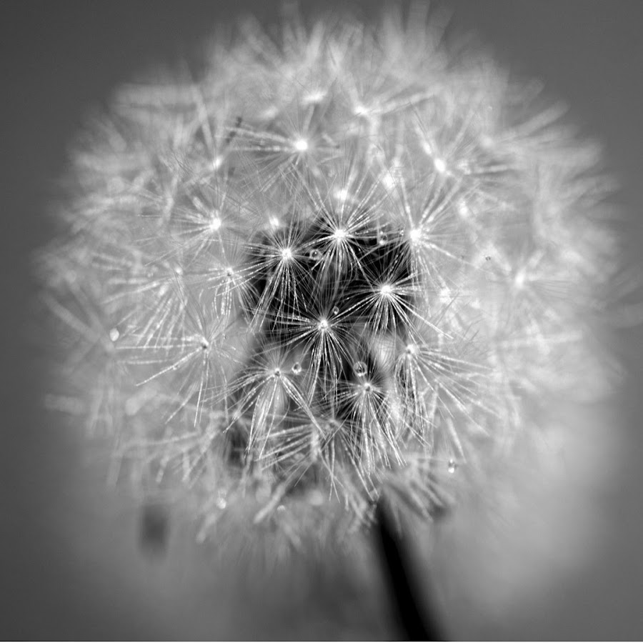 White flower steam фото 61