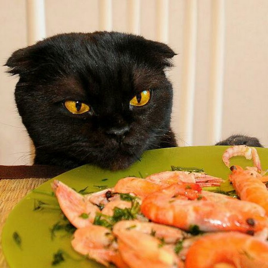 После обеда хозяин. Кот ест лосось. Черный кот кушает.