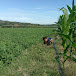 farming is good with Jason and Venus